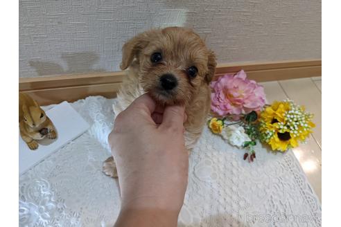 成約済の広島県のチワプー:チワワ×トイプードル-186529の23枚目