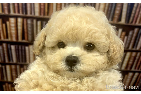 成約済の愛知県のタイニープードル-187620の1枚目