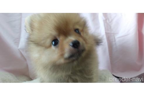 成約済の愛知県のポメラニアン-181338の4枚目