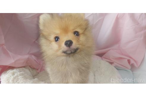成約済の愛知県のポメラニアン-181338の3枚目