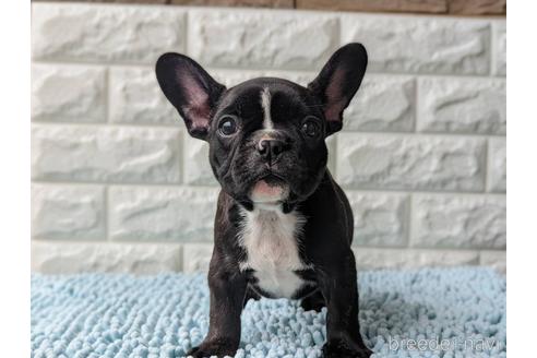 愛知県のフレンチブルドッグ 男の子 22 05 13生まれ 可愛い男の子です 子犬id ブリーダーナビ