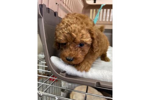 成約済の愛媛県のタイニープードル-187730の4枚目