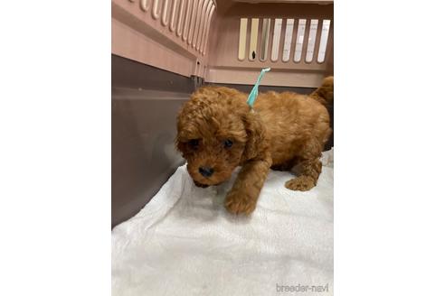 成約済の愛媛県のタイニープードル-187730の1枚目