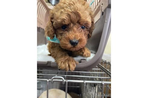 成約済の愛媛県のタイニープードル-187730の2枚目