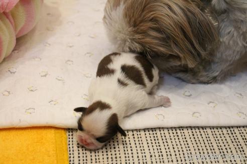 成約済の愛知県のシーズー-187732の31枚目