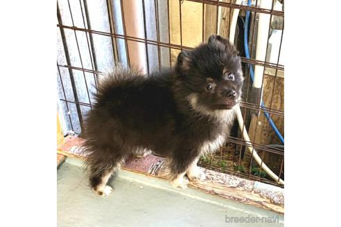成約済の茨城県のポメラニアン-178932の11枚目