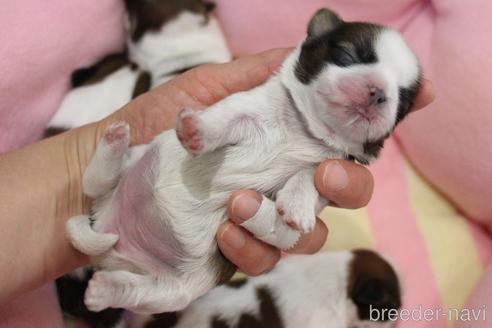 成約済の愛知県のシーズー-187735の184枚目