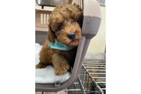 成約済の愛媛県のタイニープードル-187752の1枚目