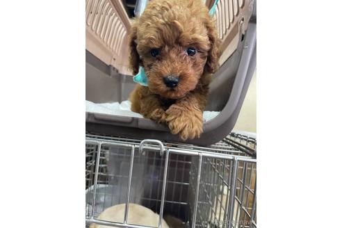 成約済の愛媛県のタイニープードル-187752の2枚目
