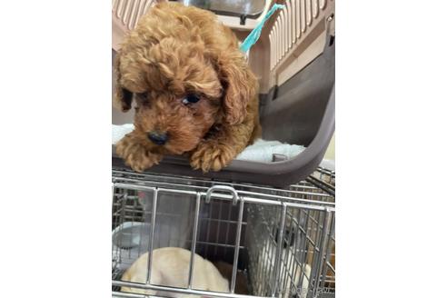 成約済の愛媛県のタイニープードル-187752の3枚目