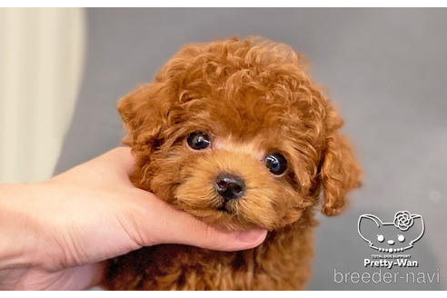 成約済の愛知県のティーカッププードル-187780の7枚目