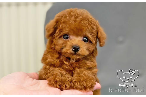 成約済の愛知県のティーカッププードル-187780の5枚目