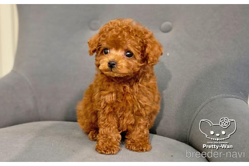 成約済の愛知県のティーカッププードル-187780の6枚目