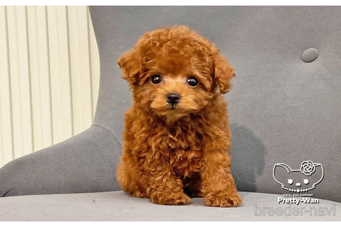 成約済の愛知県のティーカッププードル-187780の4枚目