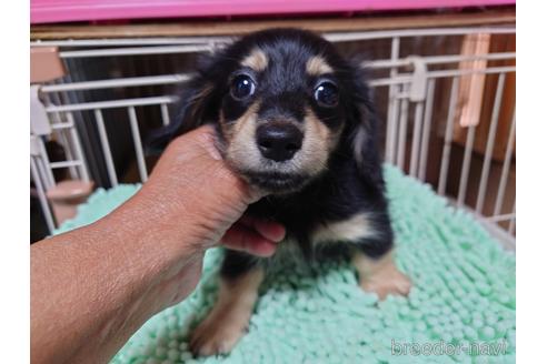 成約済の広島県のカニンヘンダックスフンド(ロングヘアード)-187790の13枚目