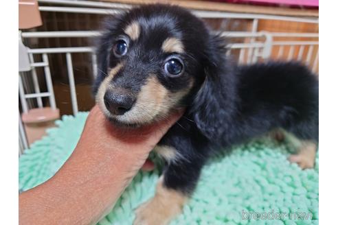 成約済の広島県のカニンヘンダックスフンド(ロングヘアード)-187790の11枚目