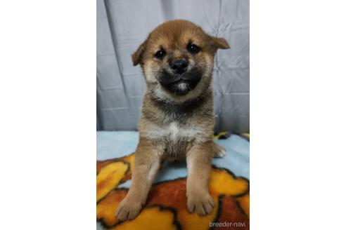 成約済の岡山県の柴犬-187796の6枚目