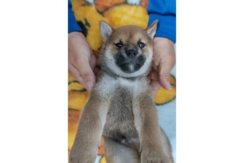 成約済の岡山県の柴犬-187796の5枚目