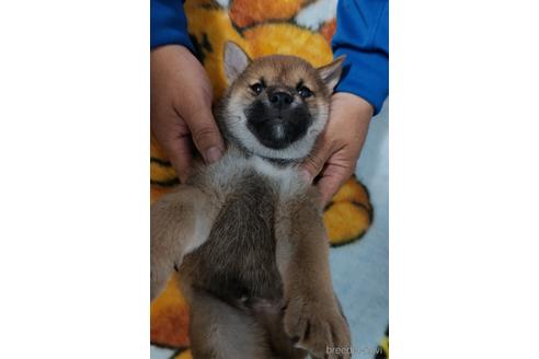 成約済の岡山県の柴犬-187796の2枚目