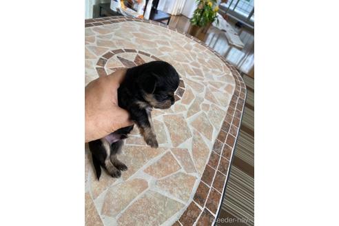成約済の福岡県のミックス犬-187819の3枚目