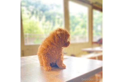 成約済の広島県のトイプードル-187903の3枚目