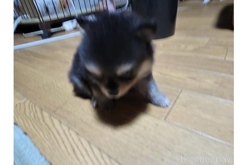 成約済の千葉県のポメラニアン-184376の16枚目