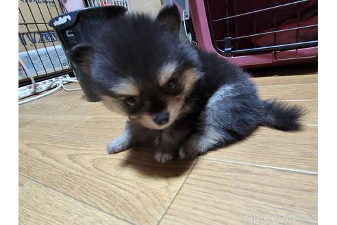 成約済の千葉県のポメラニアン-184376の12枚目