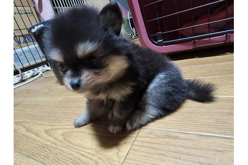 成約済の千葉県のポメラニアン-184376の11枚目