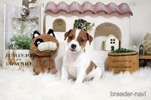 成約済の佐賀県のジャックラッセルテリア-185045