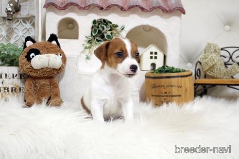 成約済の佐賀県のジャックラッセルテリア-185045の4枚目