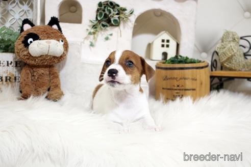 成約済の佐賀県のジャックラッセルテリア-185045の3枚目