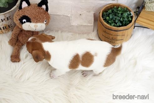 成約済の佐賀県のジャックラッセルテリア-185045の2枚目