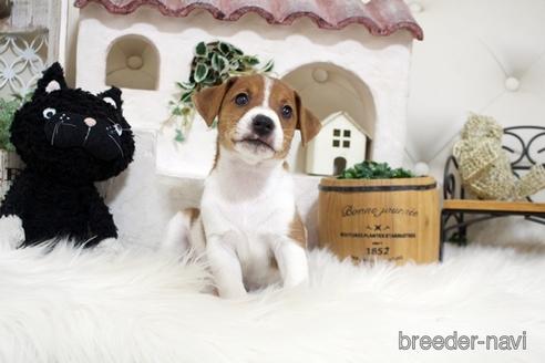 成約済の佐賀県のジャックラッセルテリア-185046