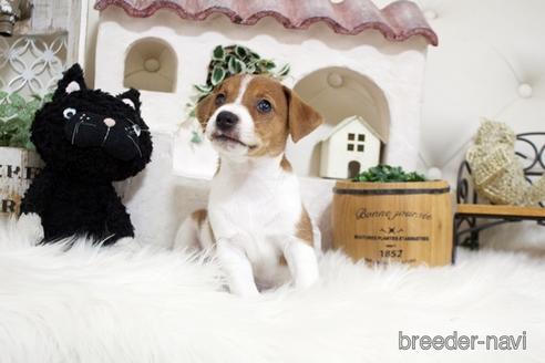 成約済の佐賀県のジャックラッセルテリア-185046の5枚目