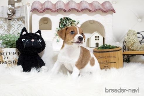 成約済の佐賀県のジャックラッセルテリア-185046の4枚目