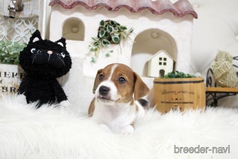 成約済の佐賀県のジャックラッセルテリア-185046の3枚目