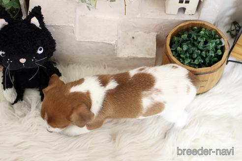 成約済の佐賀県のジャックラッセルテリア-185046の2枚目