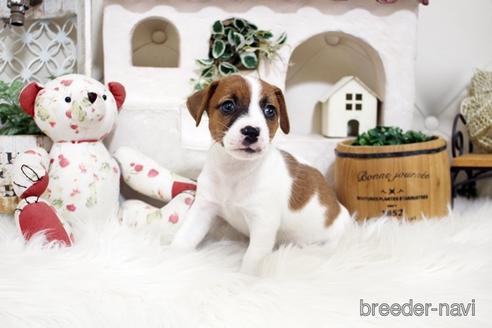 成約済の佐賀県のジャックラッセルテリア-185047