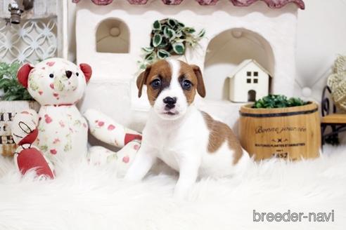 成約済の佐賀県のジャックラッセルテリア-185047の5枚目