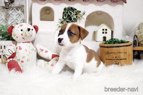 成約済の佐賀県のジャックラッセルテリア-185047の4枚目