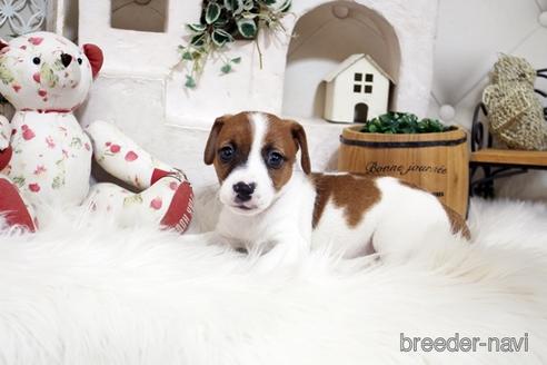 成約済の佐賀県のジャックラッセルテリア-185047の3枚目