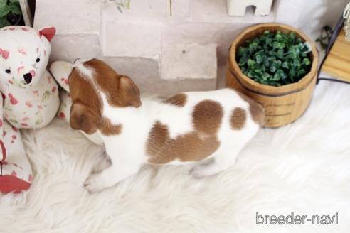 成約済の佐賀県のジャックラッセルテリア-185047の2枚目