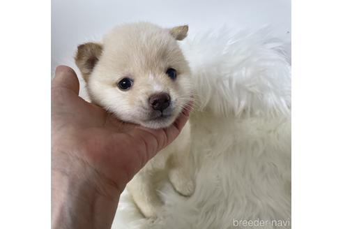 成約済の愛媛県の柴犬-183741の2枚目