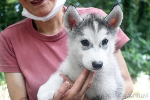 栃木県でシベリアンハスキーの子犬を探す ブリーダーナビ