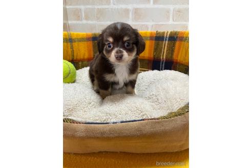 成約済の静岡県のチワックス:チワワ×ミニチュアダックスフンド-184333
