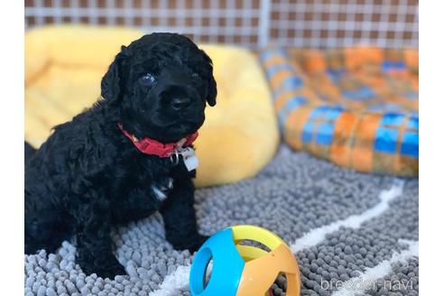 成約済の東京都のミックス犬-187325の38枚目