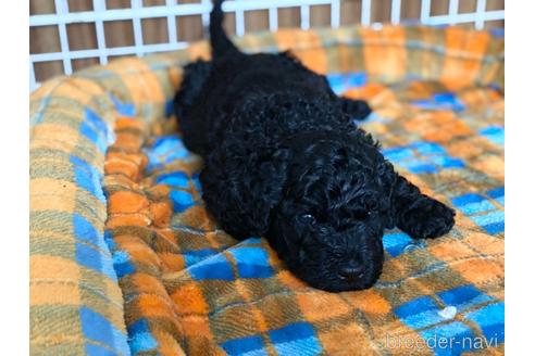 成約済の東京都のミックス犬-187324の54枚目