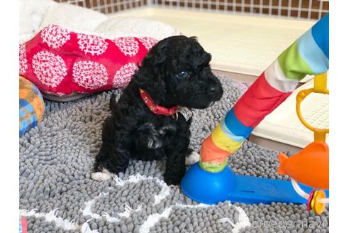 成約済の東京都のミックス犬-187324の57枚目