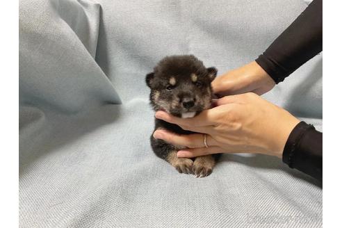 成約済の奈良県の豆柴-187874の4枚目