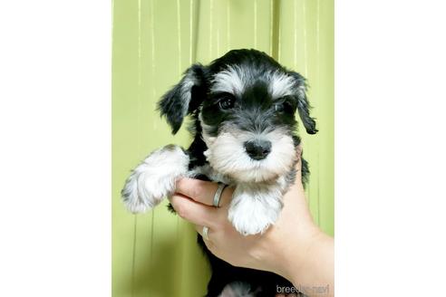 成約済の埼玉県のミニチュアシュナウザー-180176の2枚目